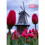 A5 Borító - Tulipán malom