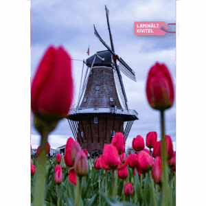 a5 korongos füzet laminált borító tulipán malom előlap